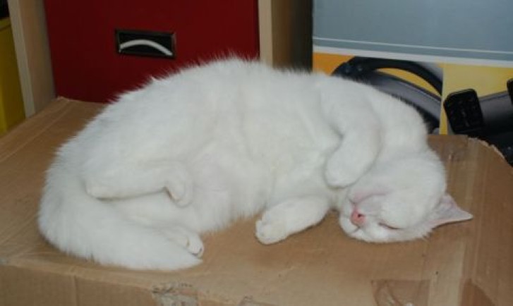 Picture of a cat / kitten / feline