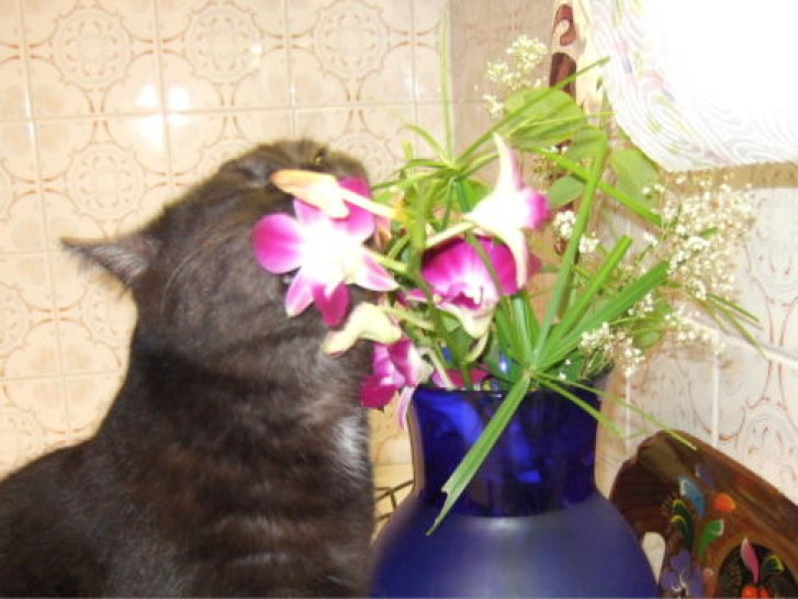 Picture of a cat / kitten / feline