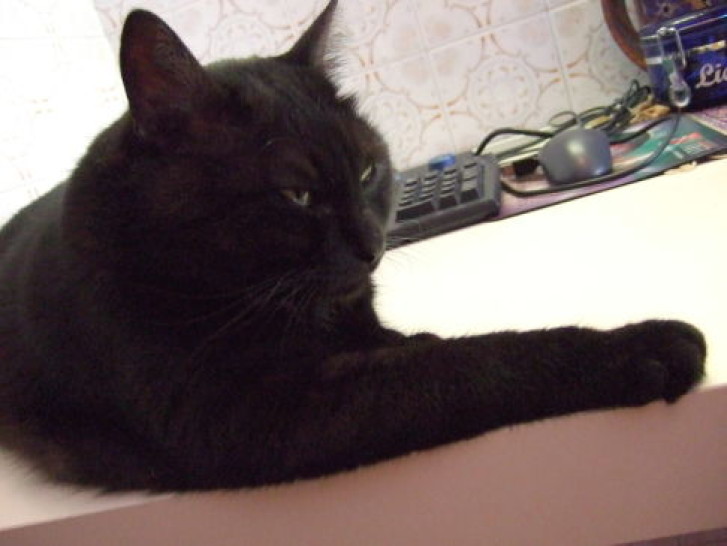 Picture of a cat / kitten / feline