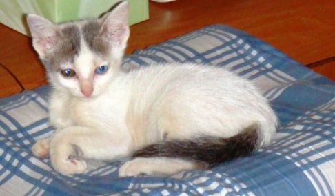 Picture of a cat / kitten / feline