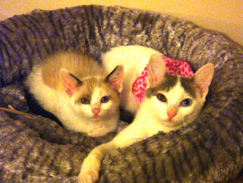 Picture of a cat / kitten / feline