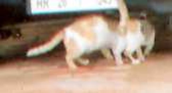 Picture of a cat / kitten / feline