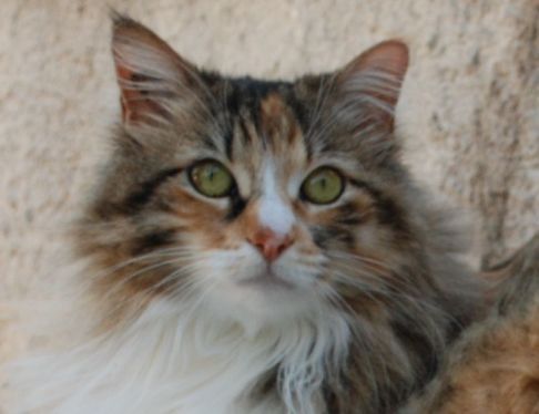 Picture of a cat / kitten / feline