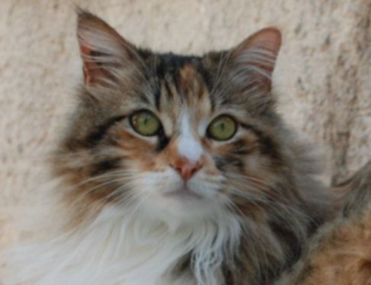 Picture of a cat / kitten / feline