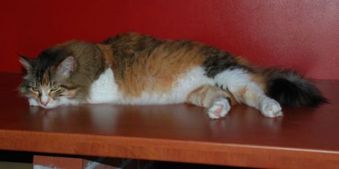 Picture of a cat / kitten / feline