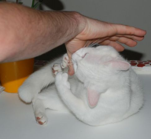 Picture of a cat / kitten / feline