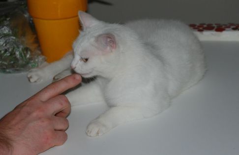 Picture of a cat / kitten / feline