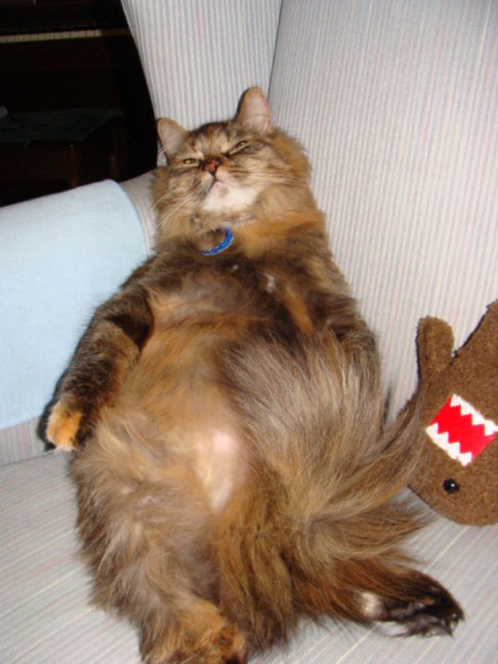 Picture of a cat / kitten / feline