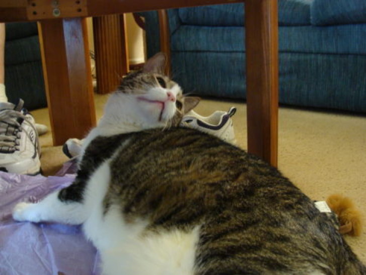 Picture of a cat / kitten / feline