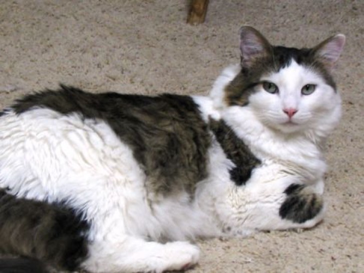 Picture of a cat / kitten / feline