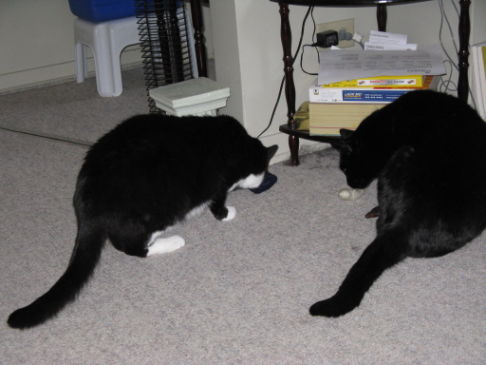 Picture of a cat / kitten / feline