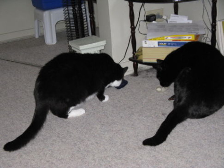 Picture of a cat / kitten / feline