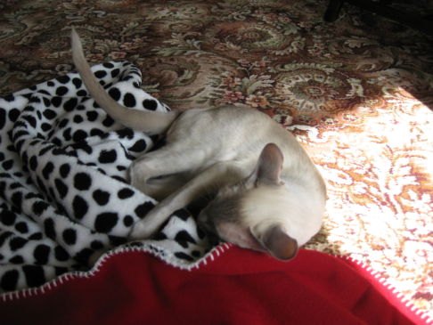 Picture of a cat / kitten / feline