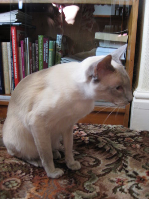 Picture of a cat / kitten / feline