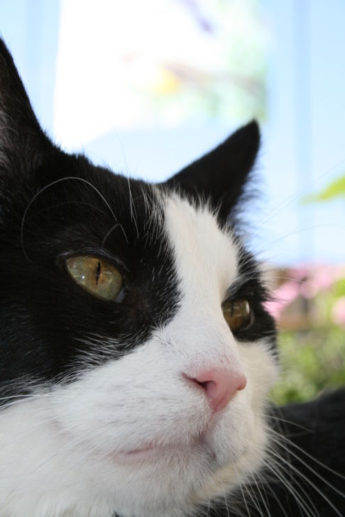 Picture of a cat / kitten / feline