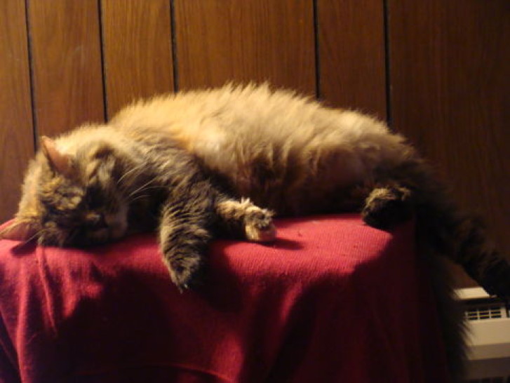 Picture of a cat / kitten / feline