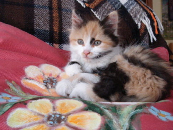 Picture of a cat / kitten / feline