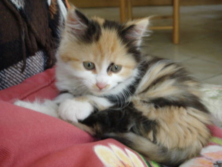 Picture of a cat / kitten / feline