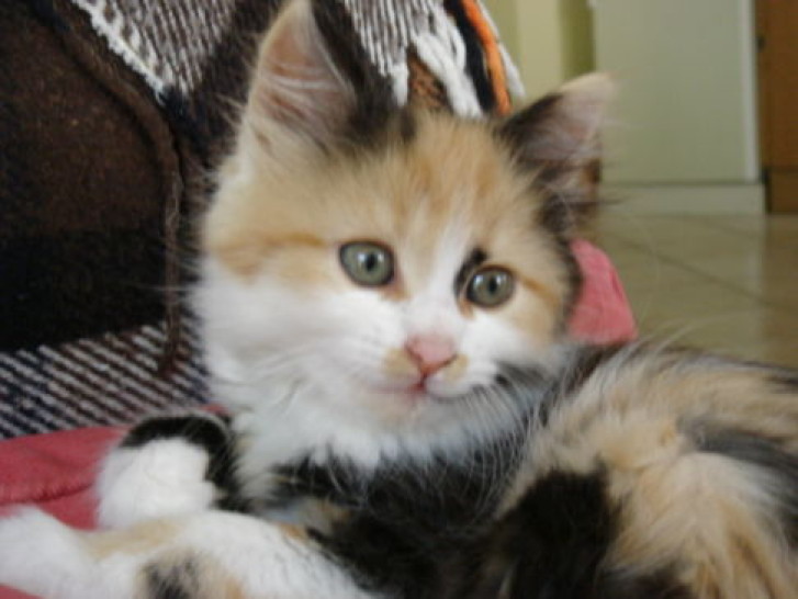 Picture of a cat / kitten / feline