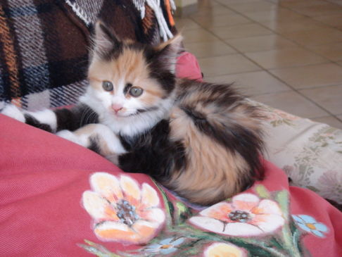 Picture of a cat / kitten / feline