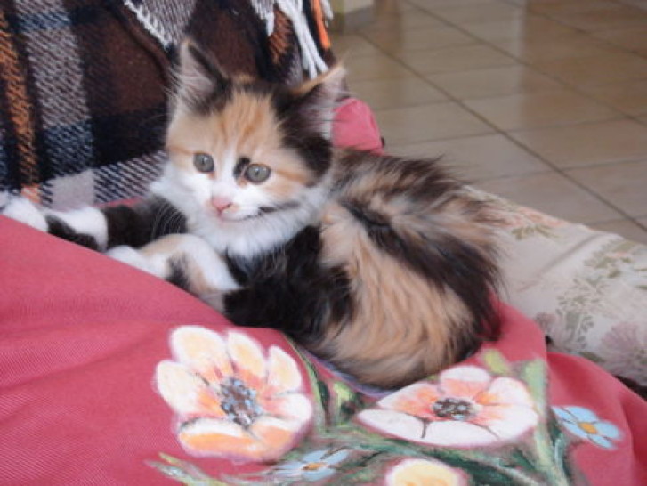 Picture of a cat / kitten / feline