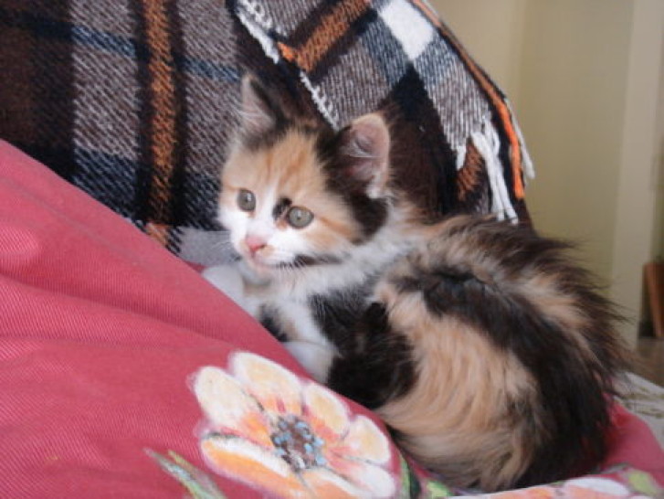 Picture of a cat / kitten / feline