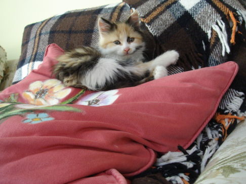 Picture of a cat / kitten / feline