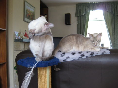 Picture of a cat / kitten / feline