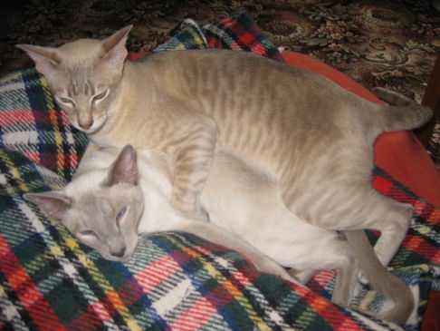 Picture of a cat / kitten / feline