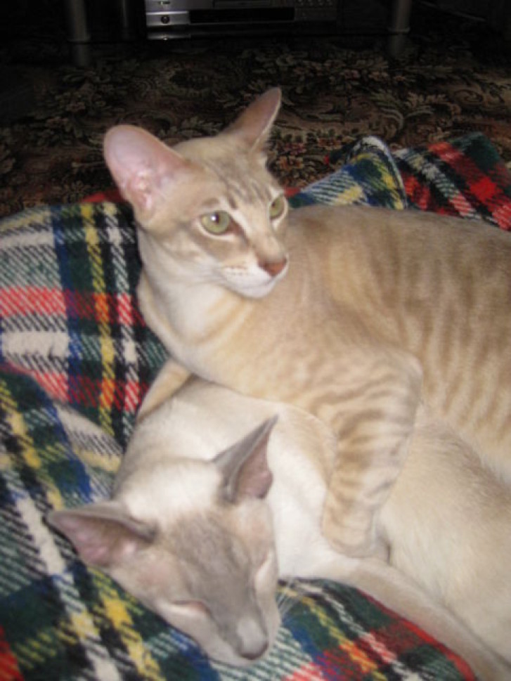 Picture of a cat / kitten / feline