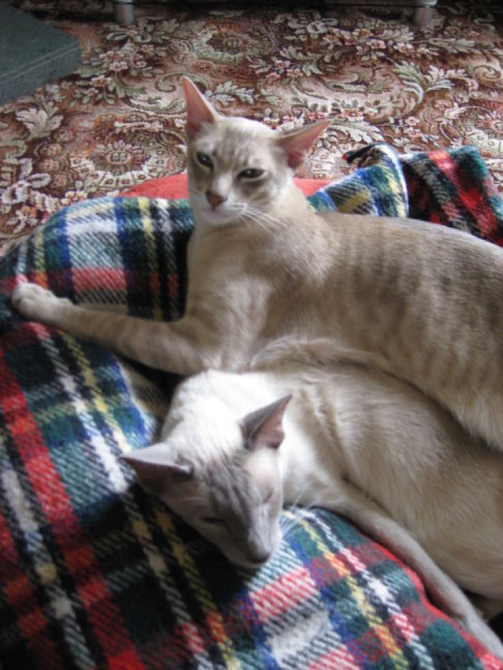 Picture of a cat / kitten / feline