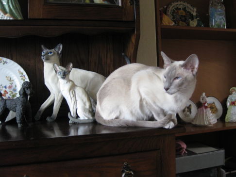 Picture of a cat / kitten / feline