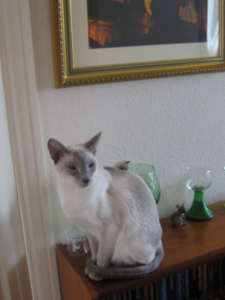 Picture of a cat / kitten / feline