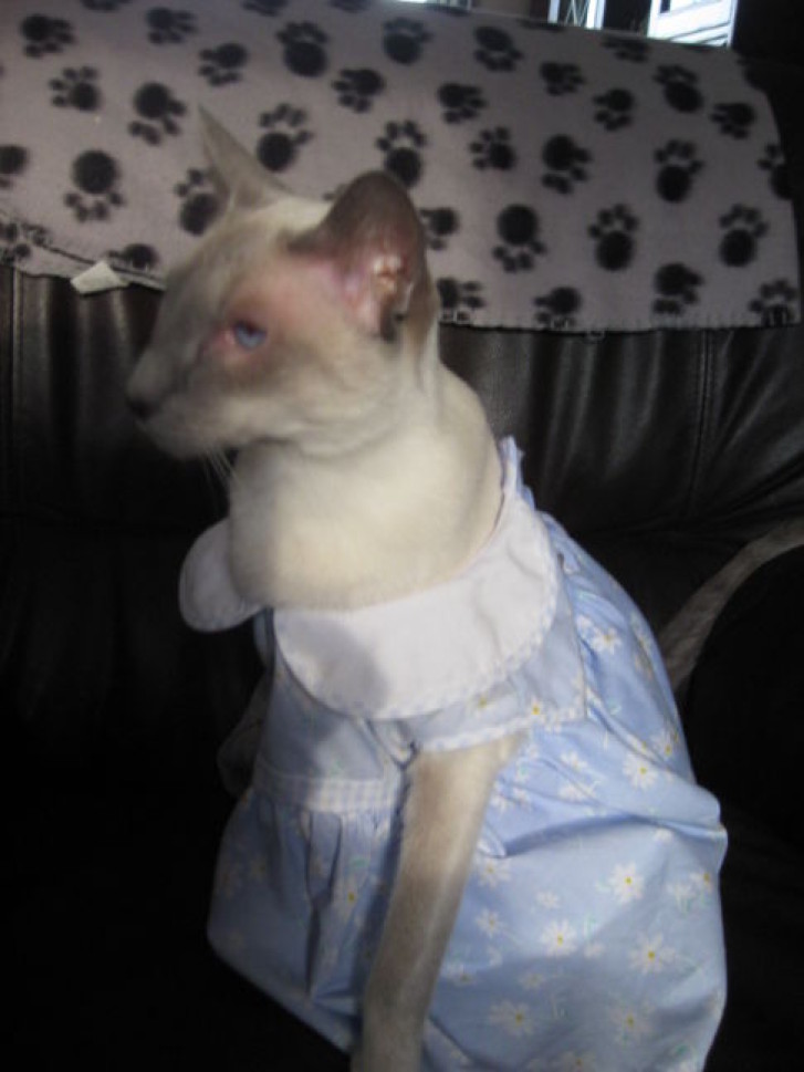 Picture of a cat / kitten / feline