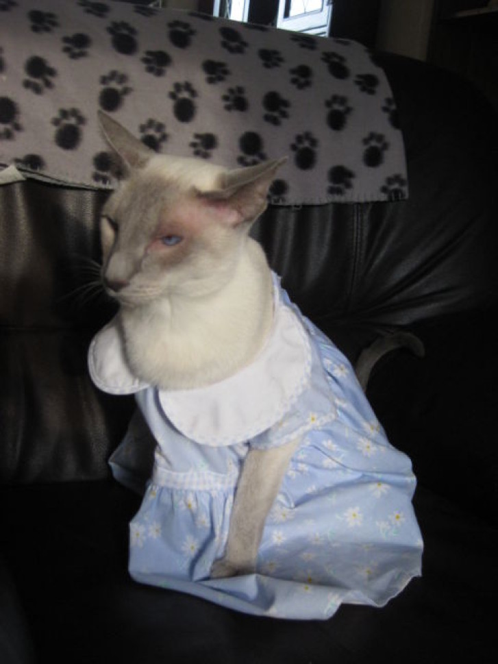 Picture of a cat / kitten / feline