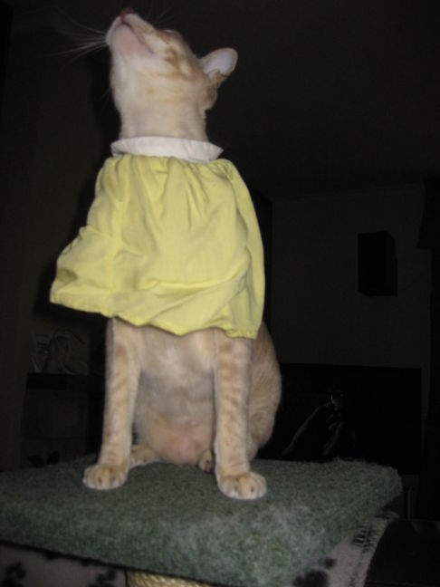 Picture of a cat / kitten / feline