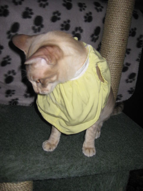 Picture of a cat / kitten / feline