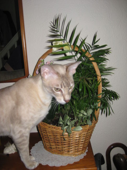 Picture of a cat / kitten / feline