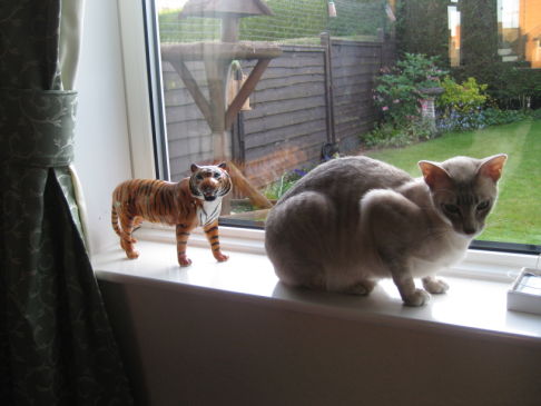 Picture of a cat / kitten / feline