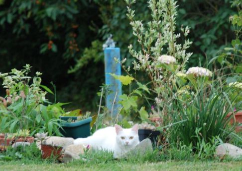 Picture of a cat / kitten / feline