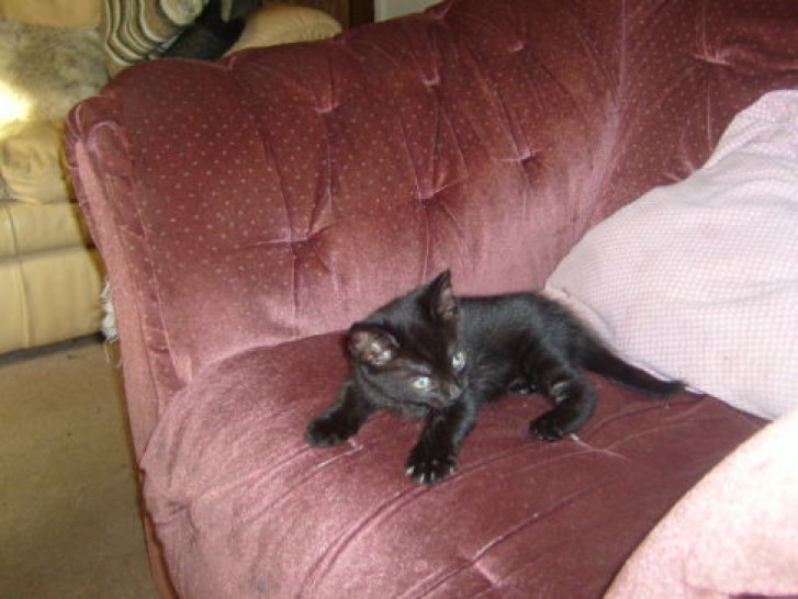 Picture of a cat / kitten / feline