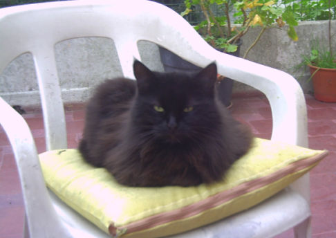 Picture of a cat / kitten / feline