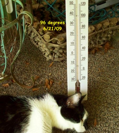 Picture of a cat / kitten / feline