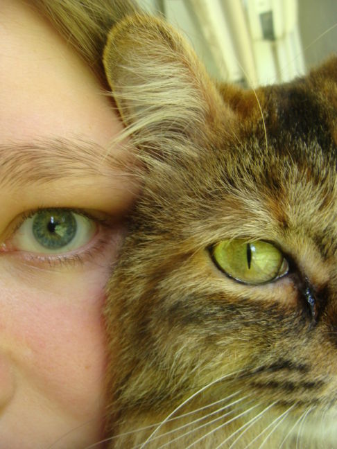 Picture of a cat / kitten / feline