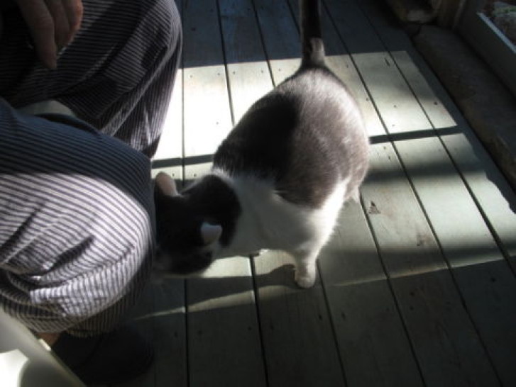 Picture of a cat / kitten / feline