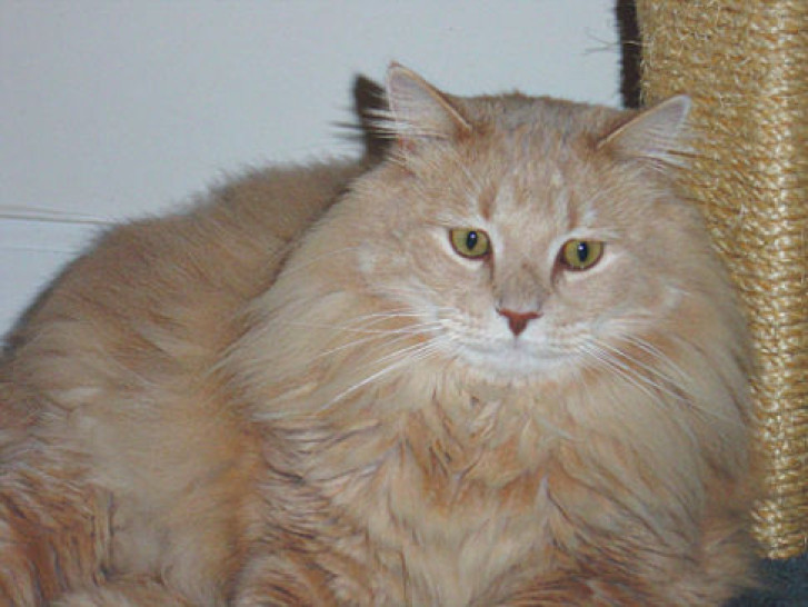 Picture of a cat / kitten / feline