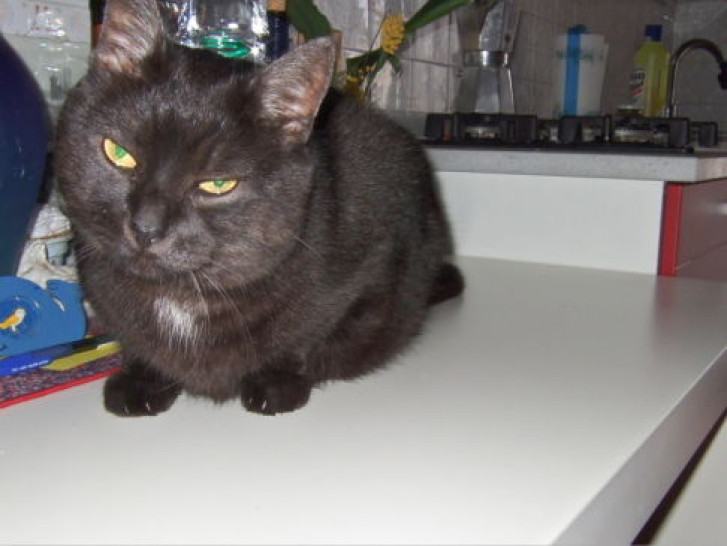 Picture of a cat / kitten / feline