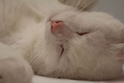 Picture of a cat / kitten / feline