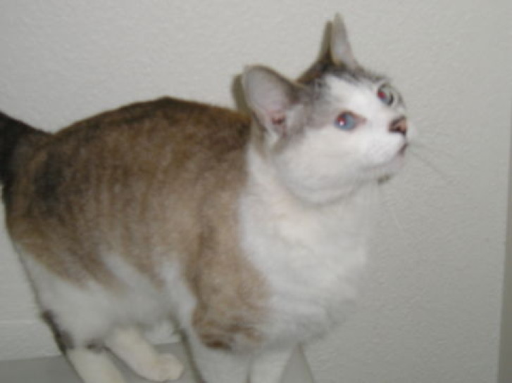 Picture of a cat / kitten / feline