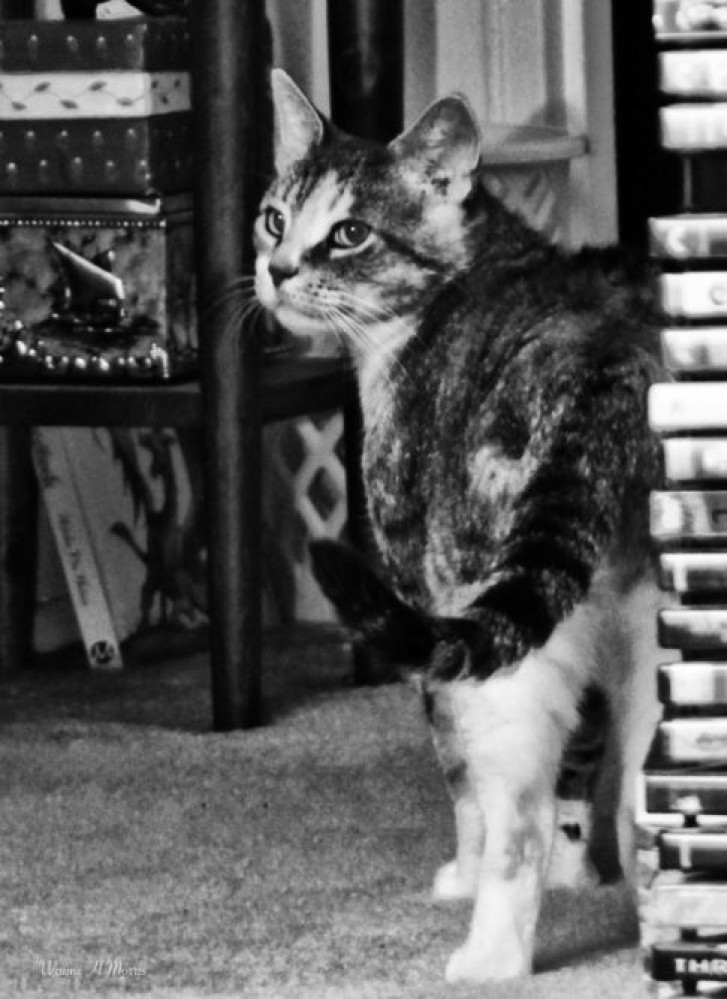 Picture of a cat / kitten / feline